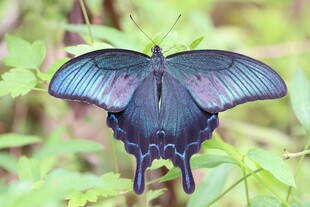 蓝紫色蝴蝶停于绿叶间