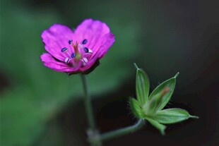 娇艳紫色小花特写