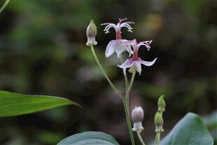 优雅绽放的美丽野生兰花