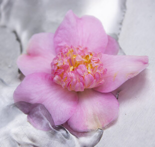 娇艳粉色山茶花特写