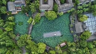 空中俯瞰精致园林景观