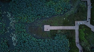 俯瞰湿地中的栈道景观