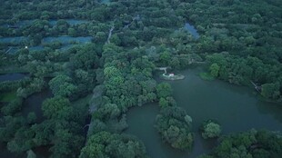 俯瞰葱郁森林中的水域