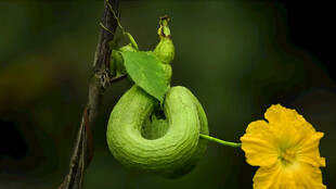 嫩南瓜与黄色南瓜花