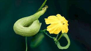 嫩南瓜与黄色南瓜花