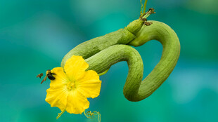 嫩南瓜与黄色南瓜花