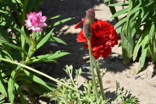 花毛茛  
