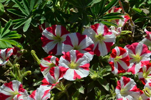 矮牵牛花 