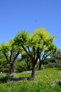 花园风景  