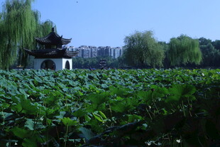公园风景  