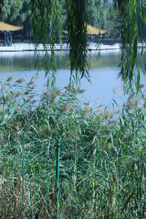 公园风景 