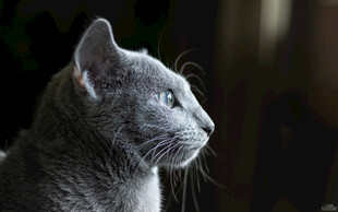 灰猫
