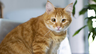 猫
