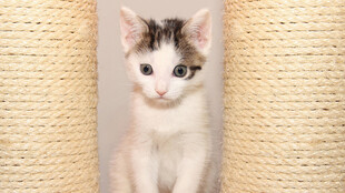 小猫