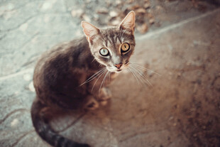 猫咪