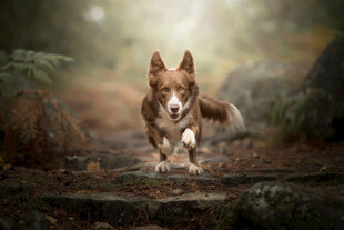 柯基犬