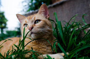 猫