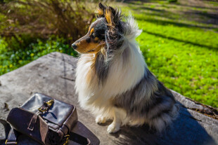 牧羊犬