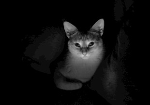 猫咪