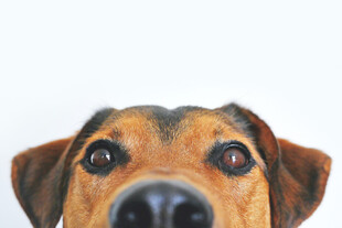 狗狗