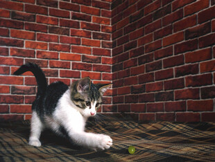 小猫