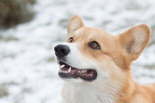 基犬