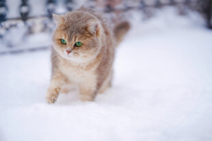 猫咪