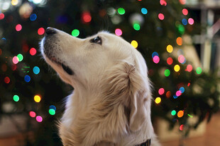 金毛犬