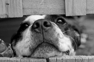 萌犬