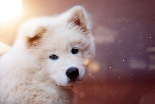 萨摩耶犬