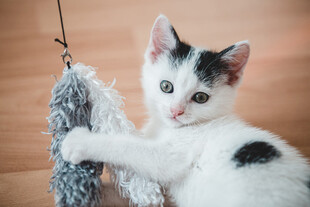 小猫