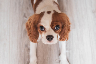 小猎犬