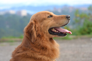 金毛犬