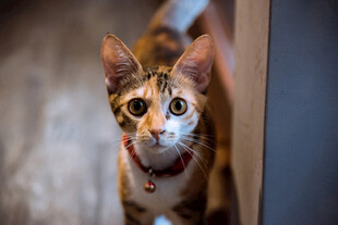 花猫