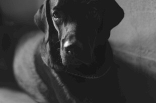 狗