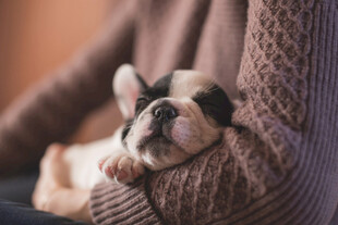 法斗犬