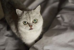 猫咪