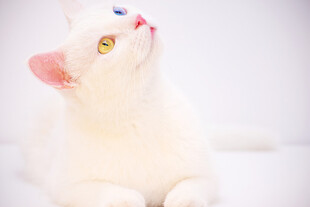 白色猫咪