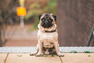 巴哥犬