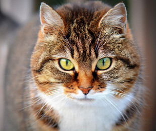 猫
