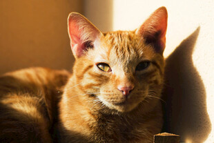 猫