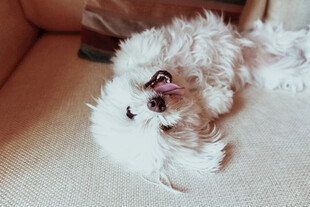 小狗