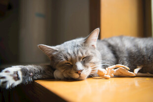 猫咪