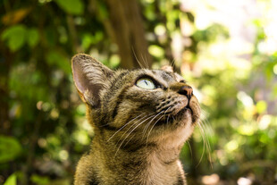 猫咪