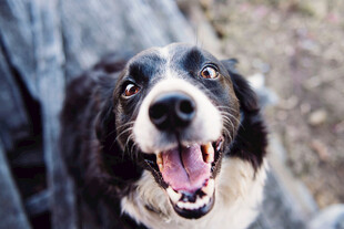 边牧犬