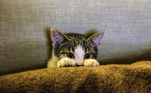 猫咪