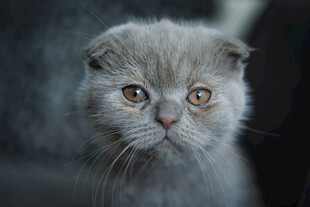 折耳猫