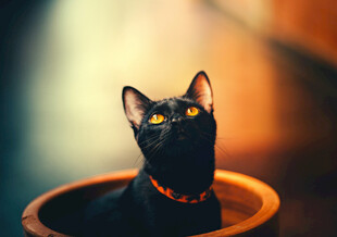黑猫
