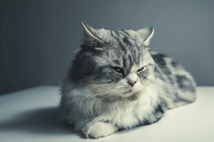 长毛猫