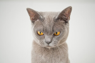 猫